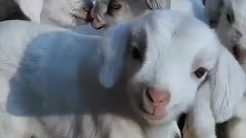 Goat babies viral video