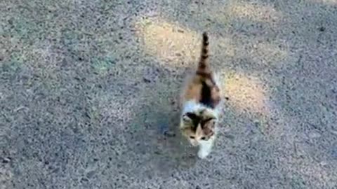 Cute little kitten running around 😍🐈🐱