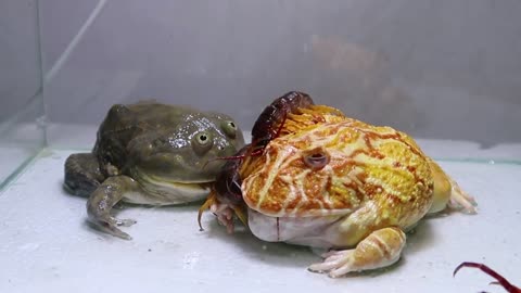 Green Bullfrog and Pond Frog and Foods-15