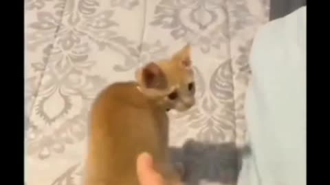 Cat viral funny video 🤣🤣😹😘