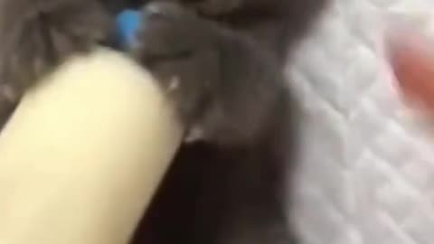 Persian Cat Feeding With Feeder