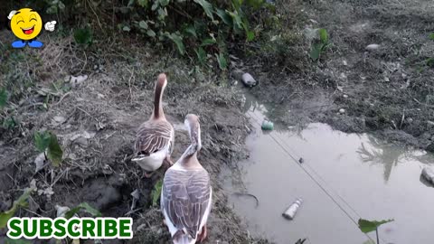 How Lovely ! Two Geese fly just crossing the small ditch