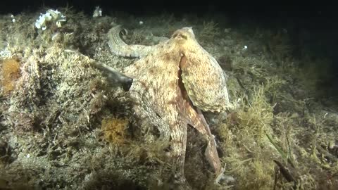 An Octopus Life Story