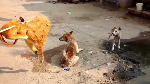 Foreign funny videos, animal spoofs, pranks