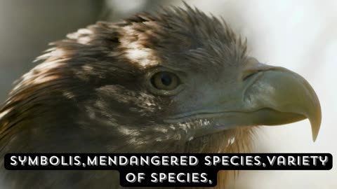 "Eagle Chronicles: Unveiling the Wonders of Nature's Soaring Predators"