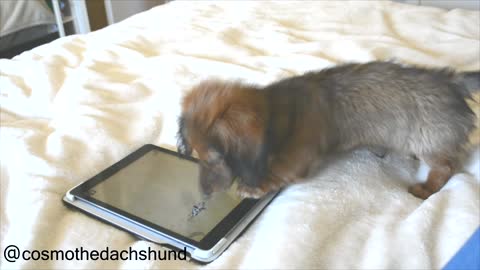 Dachshund puppy dominates game for dogs on iPad
