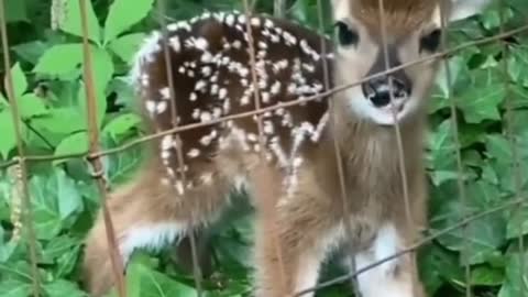 Baby Deer