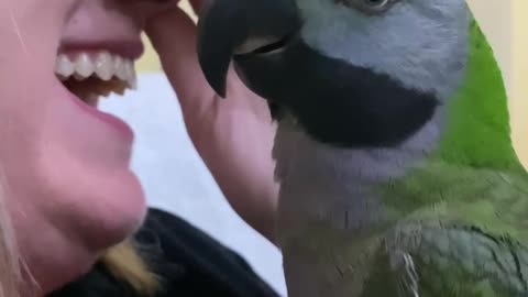 Parrot Mocks Owner's Cough