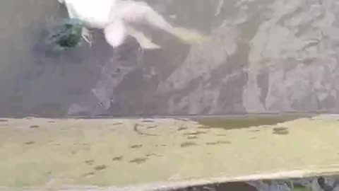 Frog Having Fun Swimming Upside Down #shorts #shortsvideo #video #viral