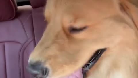 The dog seat belt