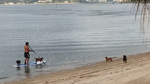 Dogs Hitch a Ride on Paddleboard