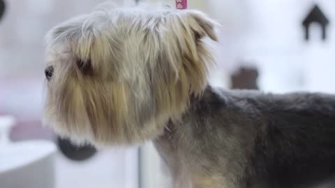 Adorable yorkshire terrier in barber pet. Take care of dog in pet grooming salon