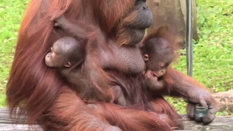 Update On The Dudley Zoo Orangutans