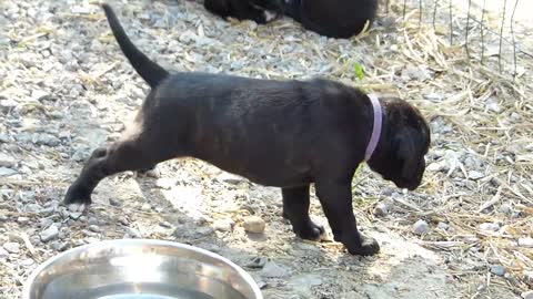 Chiots Boxers 🇩🇪 première journée au parc à chiots @Elevage des Belles Truffes