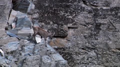 Mountain Goat Tossing Snow Leopard Falls Down From Cliff To Escape - Even The Mighty Can Falter-13