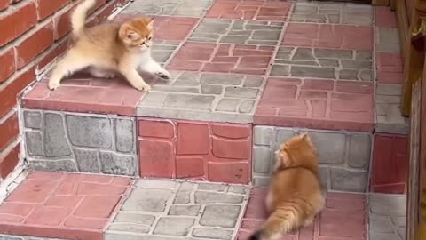 Kittens are playing pranks on each other 🐾🎴