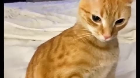 Viral funny dog and cat video