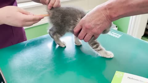 Kitten Lulu screaming at the first hospital