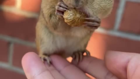 Little squirrel eating peanut 🥜 😋 😍