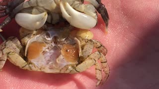 Crab Molts in Guys Hand