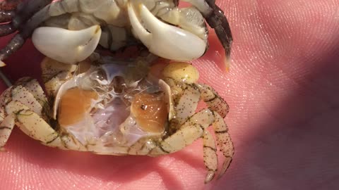 Crab Molts in Guys Hand