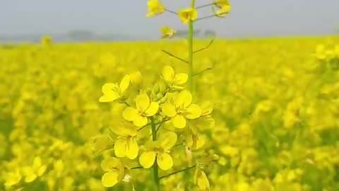 The rapeseed flowers in my hometown are really beautiful. Do you have rapeseed flowers there?