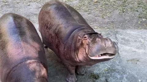 hippo eating 😋 🦛