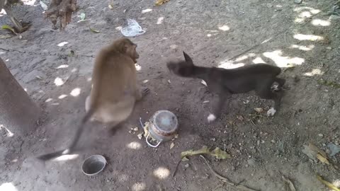 Monkey vs dog real fight | funny dog vs monkey video l funny video
