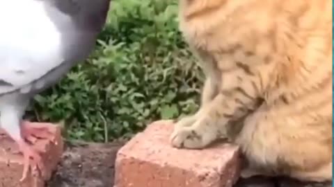 Funny cat