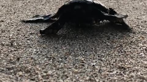 😍BABY TURTLE🐢TOUCHING THE OCEAN FOR THE FIRST TIME 😍🌊