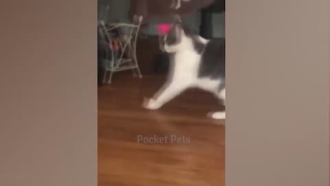 Cats Fight For 10 Minutes Straight 😹😹 - Funniest Cats and Dogs 😹🐶