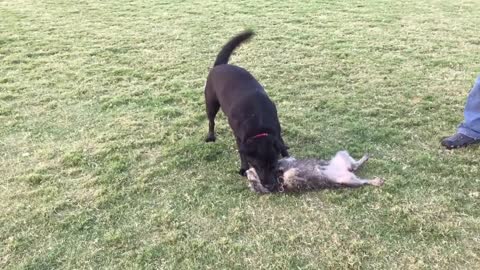 When a tiny dog plays with a big dog...