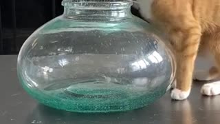 Liquid cat miracle