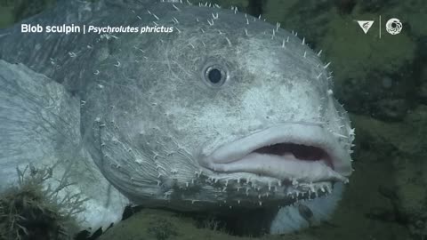 10 minutes of fascinating deepsea animals Into The Deep