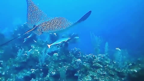 Dolphin Politely Cost Clean Yam