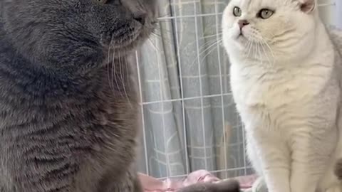 "Claws Unleashed: Fierce Feline Face-off!"