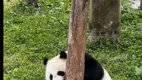 Panda Cute Fight