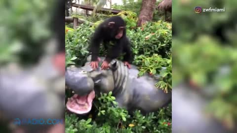 Baby Monkey Freaks Out Reuniting with Foster Mom and Dad