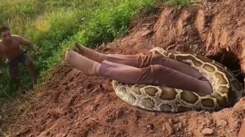Shocking Footage of a Giant Python