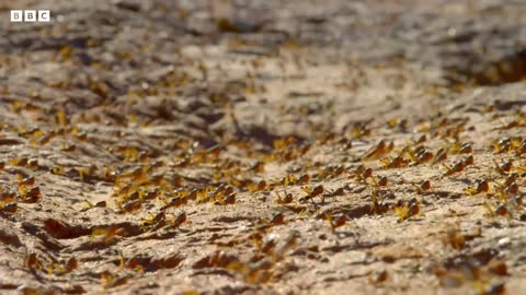 Earth's Tropical Islands: Locust Plague Destroys 40,000 Tonnes of Vegetation - BBC Earth