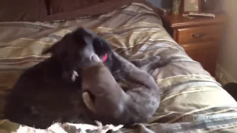 FUNNY CATS AND DOGS COMPILATION.