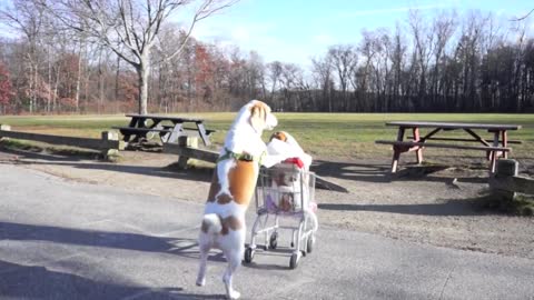 Dogs' Epic Shopping Cart Voyage: Funny Dogs Maymo & Penny