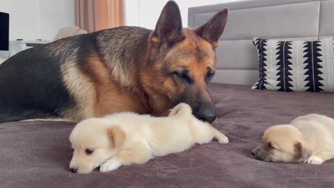German Shepherd Meets Puppies for the First Time #rumble