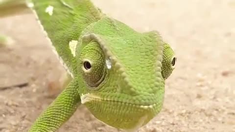 Chameleons are cute