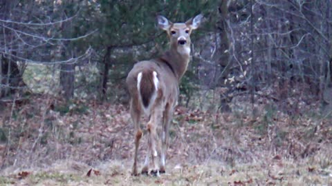 White-tailed deer