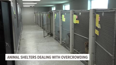 'It's very overwhelming'_ Animal shelters deal with overcrowding as pet intake increases