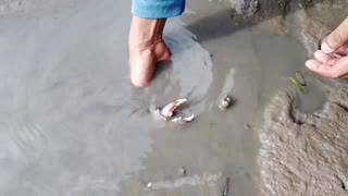Amazing Catch King Mud Crabs at Mud Sea after Water Low Tide | Season Catch Sea Crabs-6