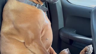 Boxer Sits for Car Ride