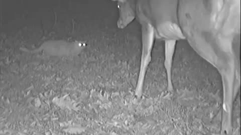 Funny Video of Deer and Cat Standoff