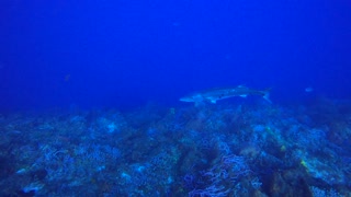 Cozumel SCUBA Diving Punta Tunich Barracuda